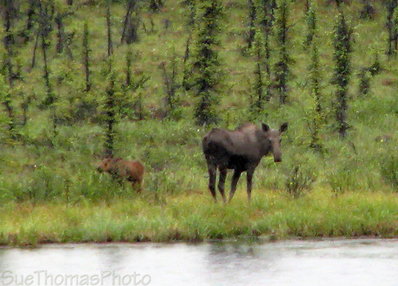 Moose between Snag and White River, Yukon