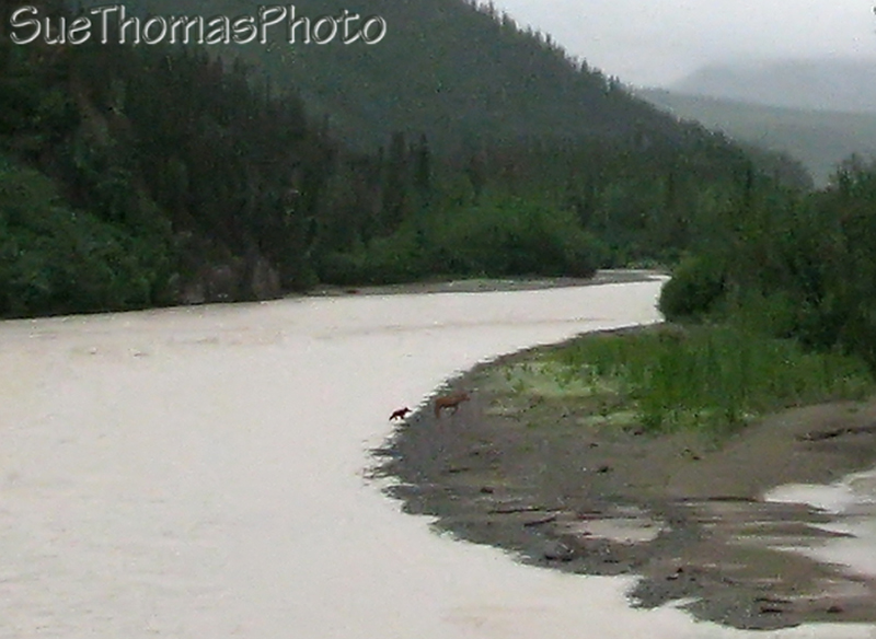 Moose and calf at White River, Yukon