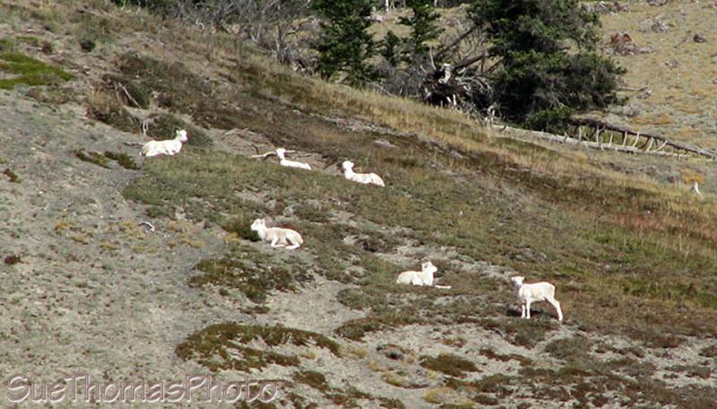 Dall Sheep on Sheep Mountain, Kluane Lake YT