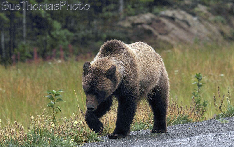 Grizzly on Alaska Highway
