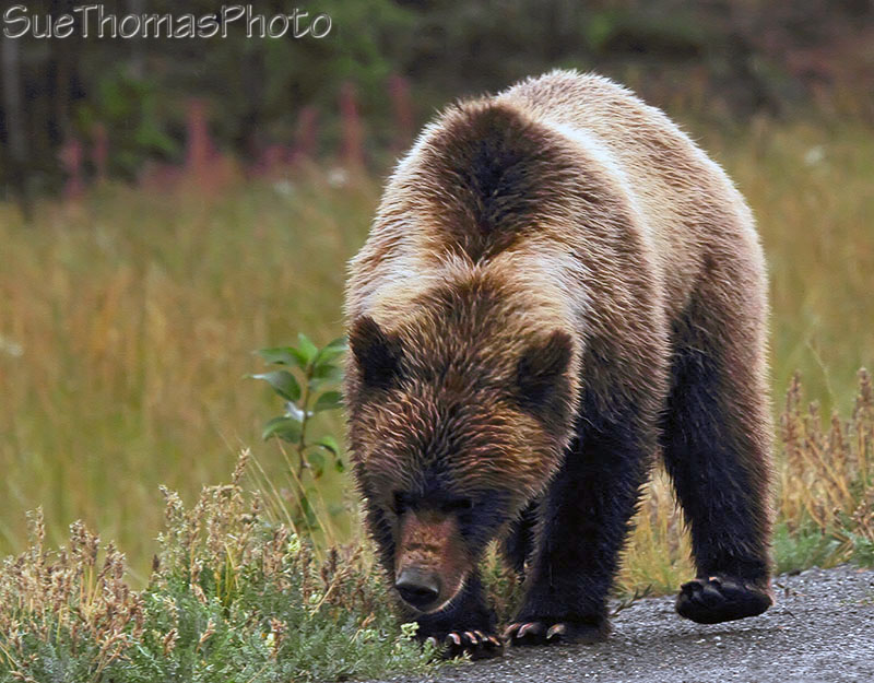 Grizzly bear on Alaska Highway