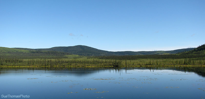 Muskeg alongside the Alaska Highway in Yukon