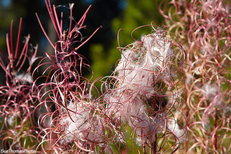 Fireweed seed, Yukon