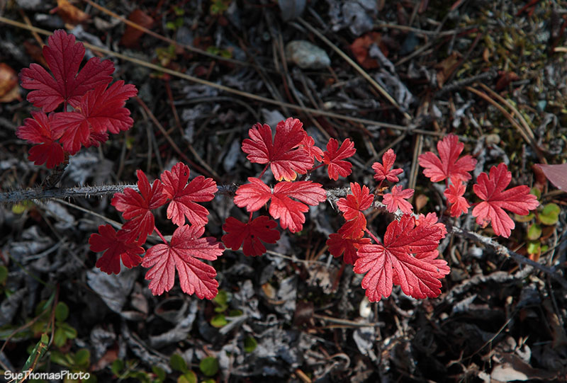 Yukon Territory foliage