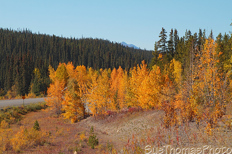 Alaska Highway near Morley River, Yukon