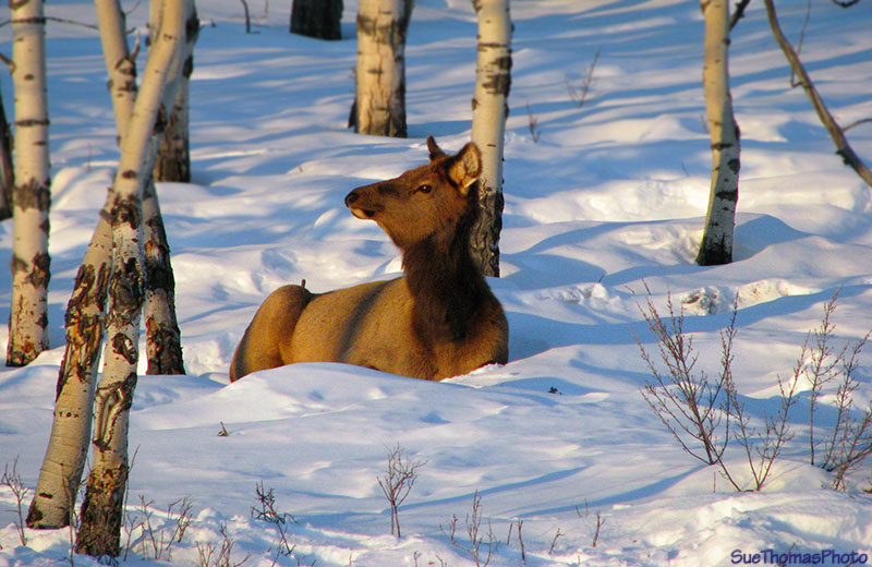 Elk alongside the Alaska Highway in Yukon