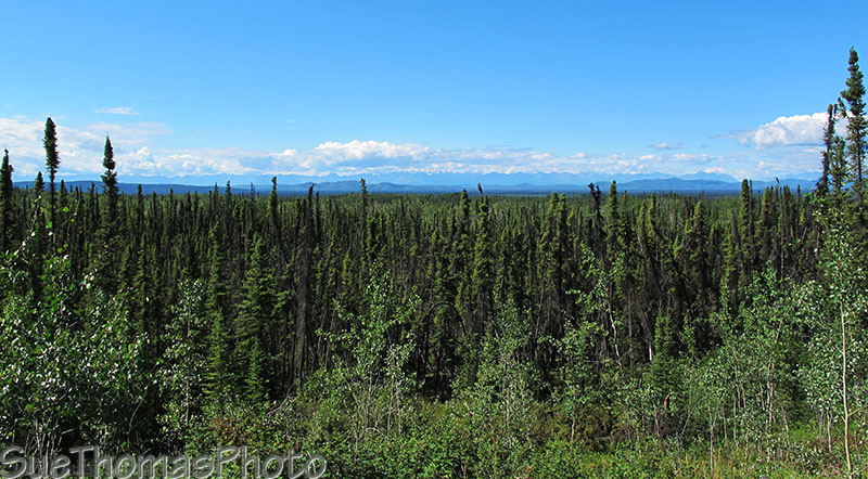 Alaska Highway view north of Beaver Creek, Yukon