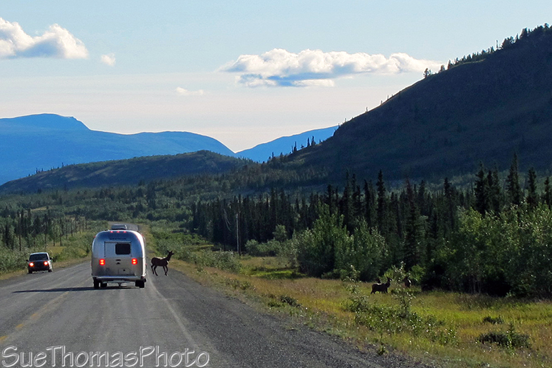 Takhini Elk Herd in Yukon