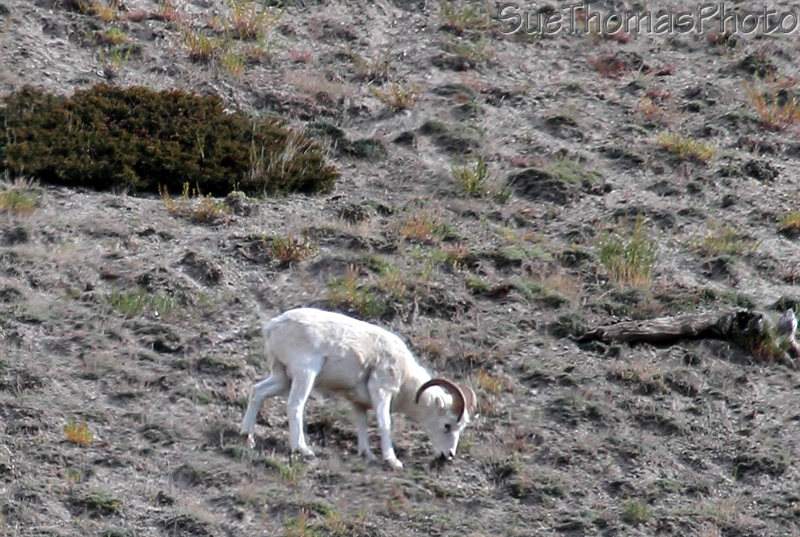 Sheep Mountain, Sheep Creek hike, Kluane National Park, Yukon