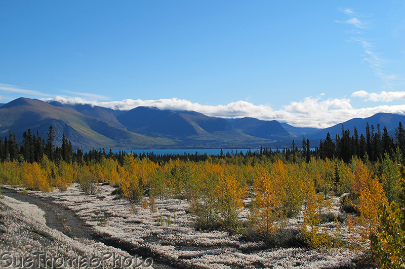 Kluane Lake view