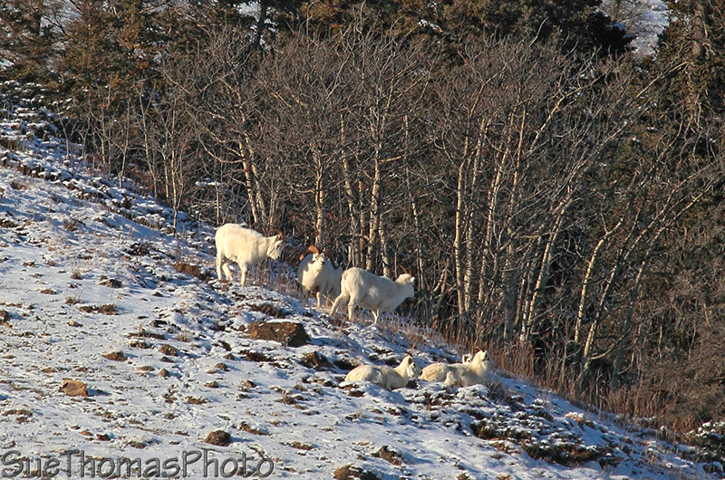 Alaska Highway - Kluane Lake area