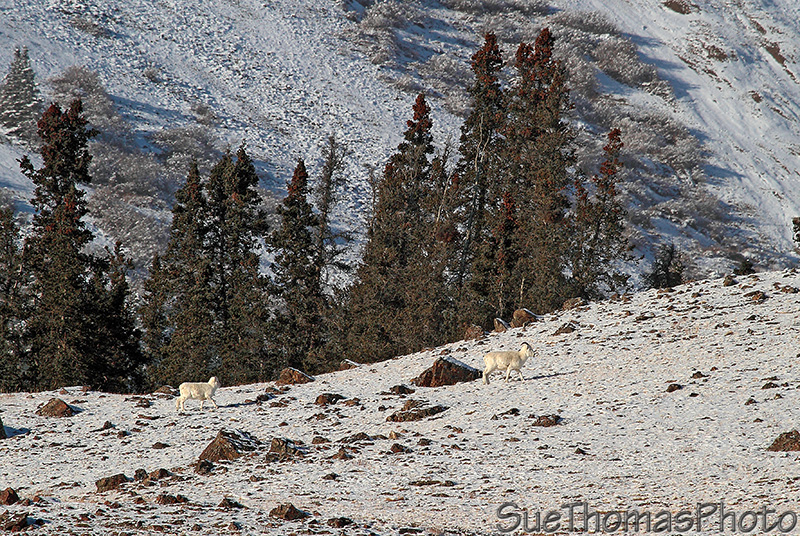 Alaska Highway - Kluane Lake area