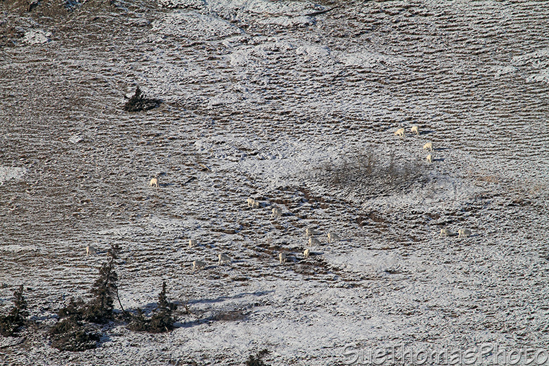 Alaska Highway - Kluane Lake area