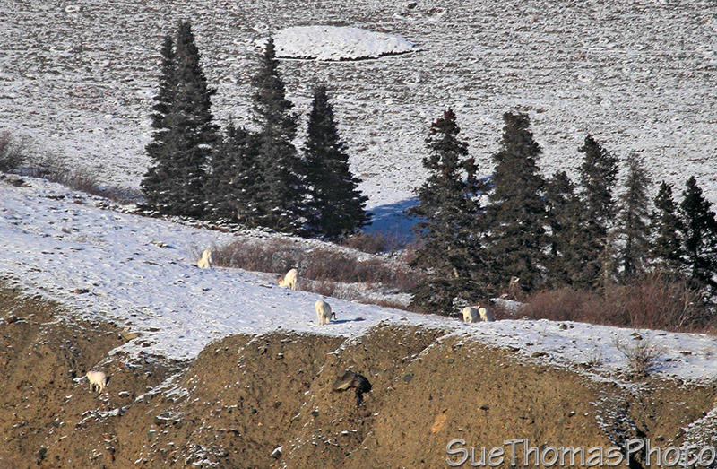Alaska Highway - Kluane Lake area
