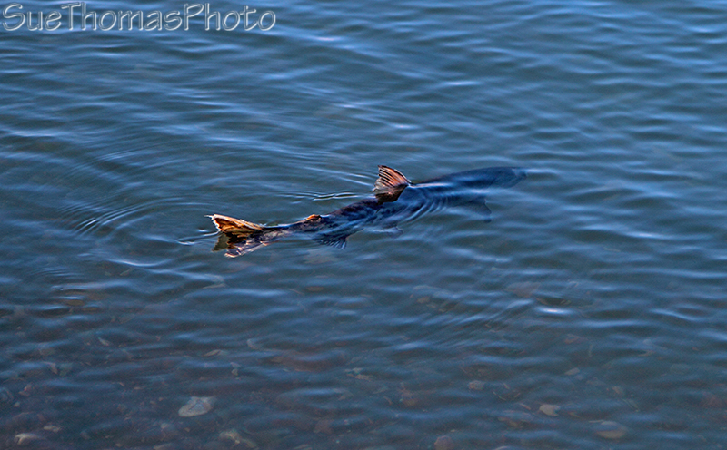 Alaska Highway - Kluane Lake area