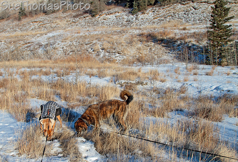 Alaska Highway - Kluane Lake area