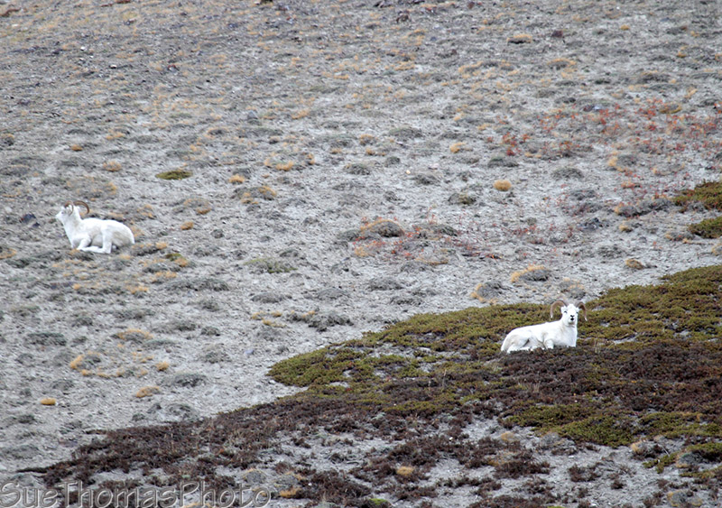 Dall Sheep