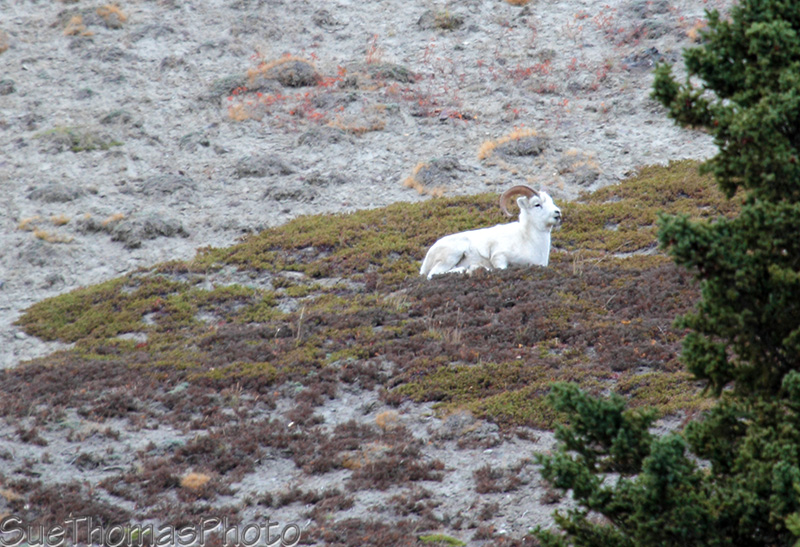 Dall Sheep