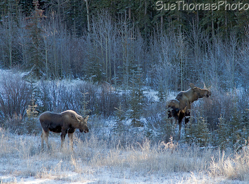 Cow moose with her calf