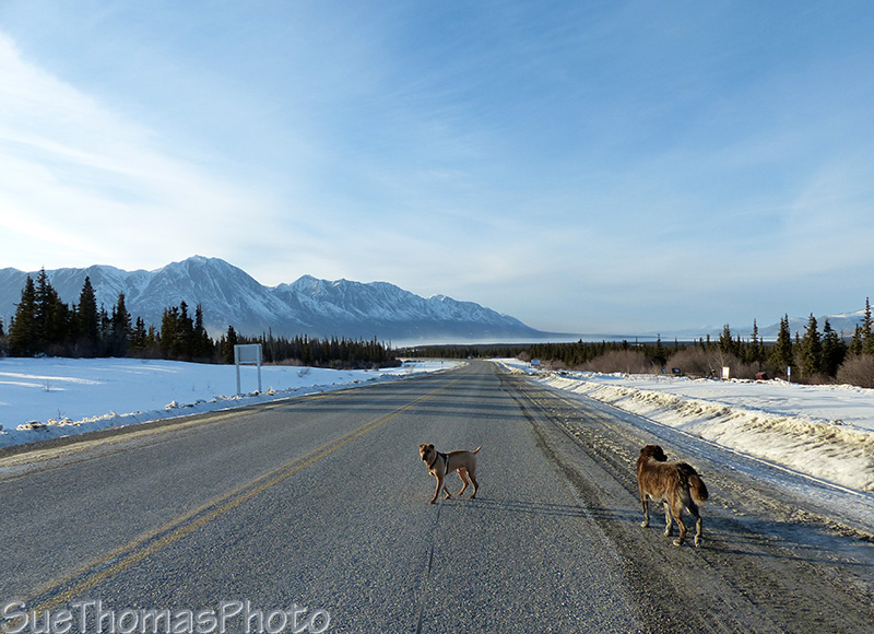 Dogs on the Alaska Highway