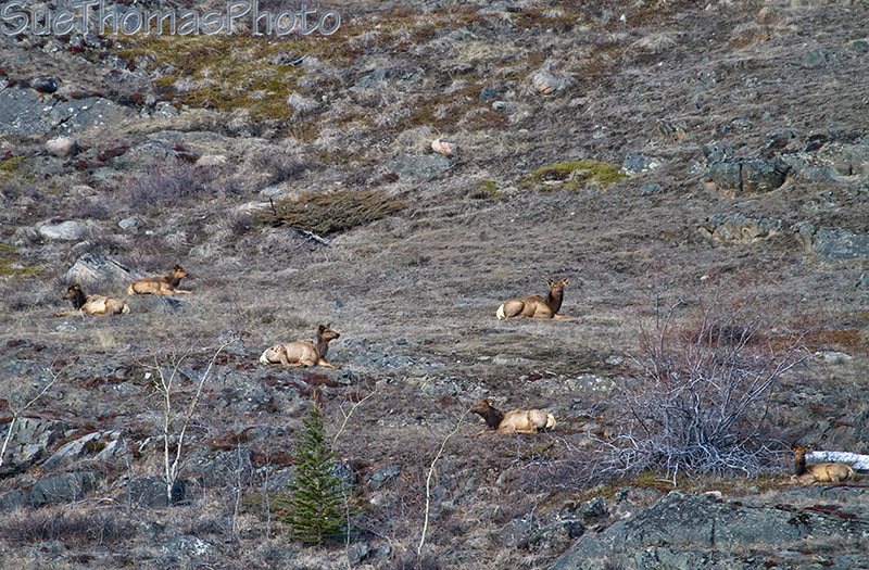 Elk on a south facing hill