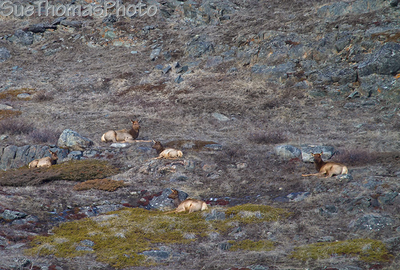 Elk herd