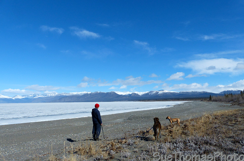 Walking the dogs at Kluane Lake