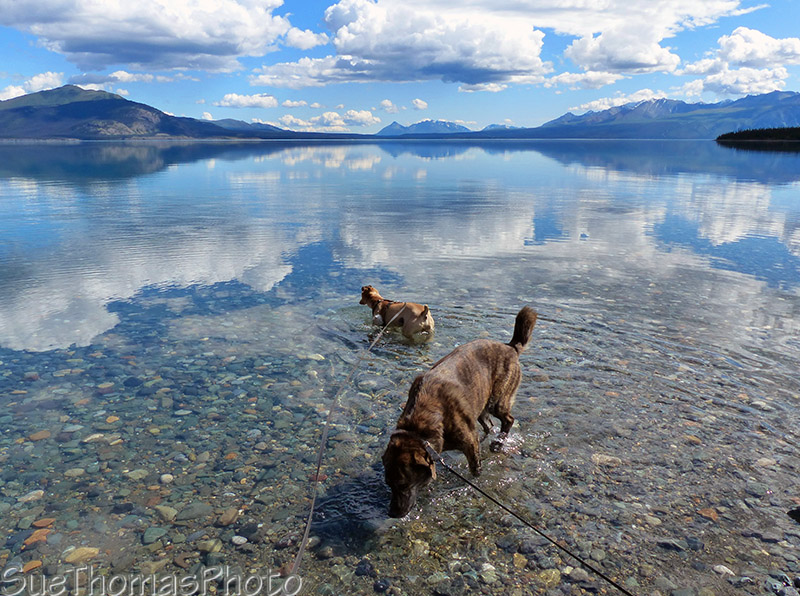 Dogs enjoying a dip in Kluane Lake