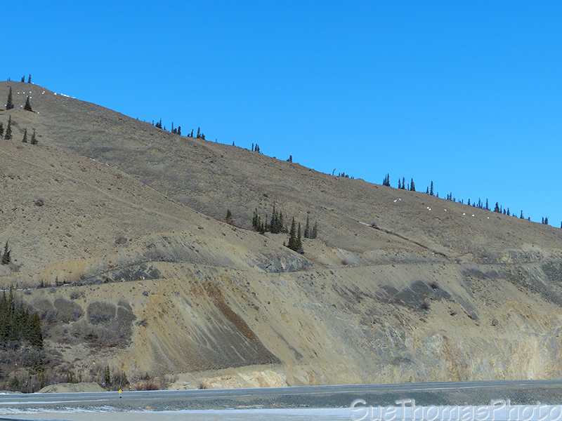 Dall Sheep on Sheep Mountain at Kluane Lake in Yukon