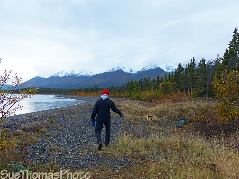 Dog walk at Kluane Lake