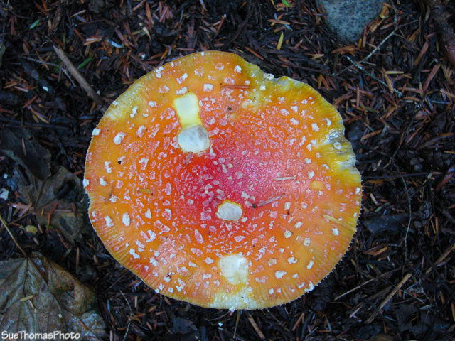 Mushroom at Lakelse Lake Provincial Park