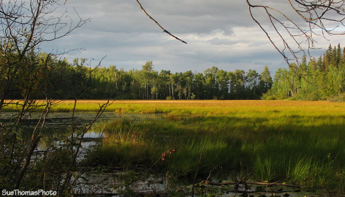 Red Bluff Provincial Park near Granisle BC
