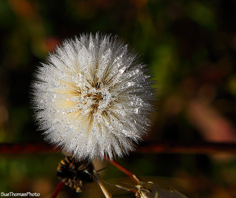 Dew on dandelion fluff, B.C.