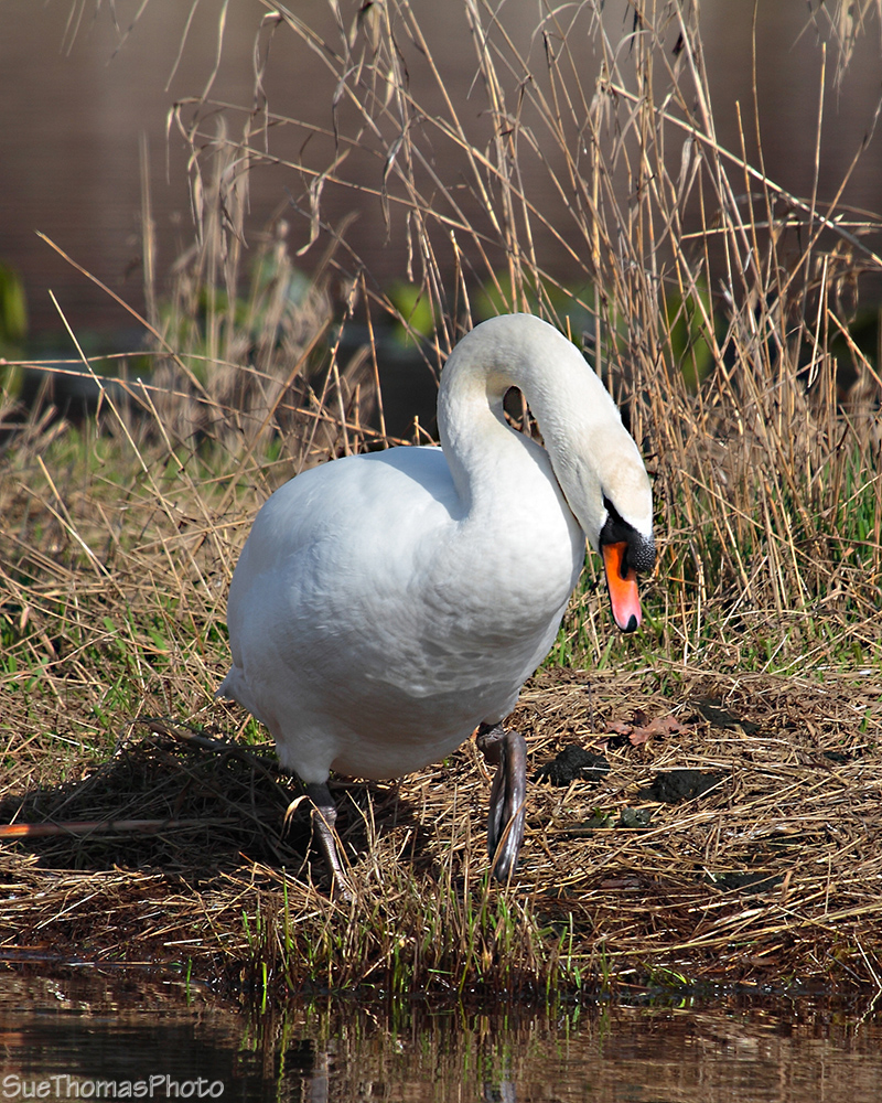 Mute Swan