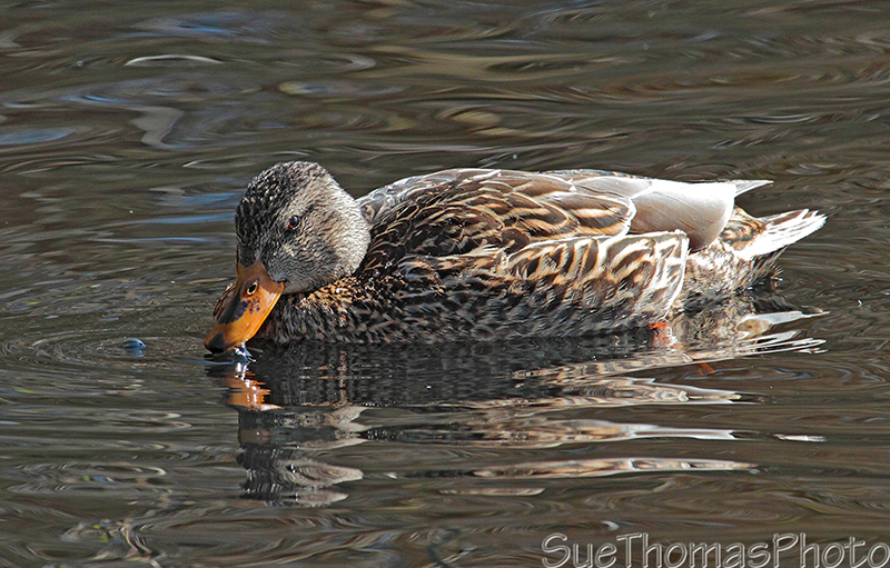 Mallard at Kings Pond, Victoria, BC