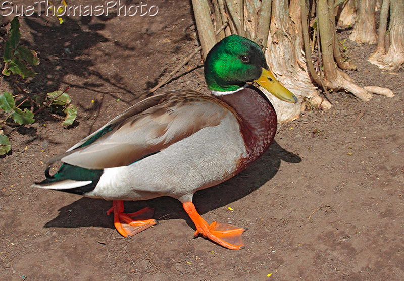 Mallard