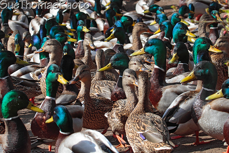 Ducks Mallards at Kings Pond in Victoria