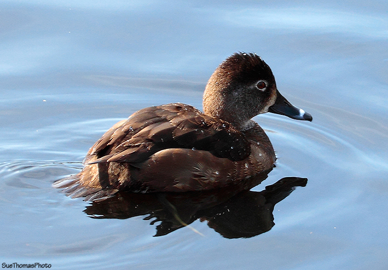 Ringed Duck, Kings Pond, Victoria, BC