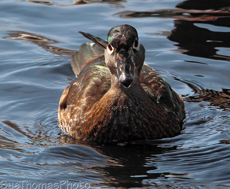 Female Wood Duck