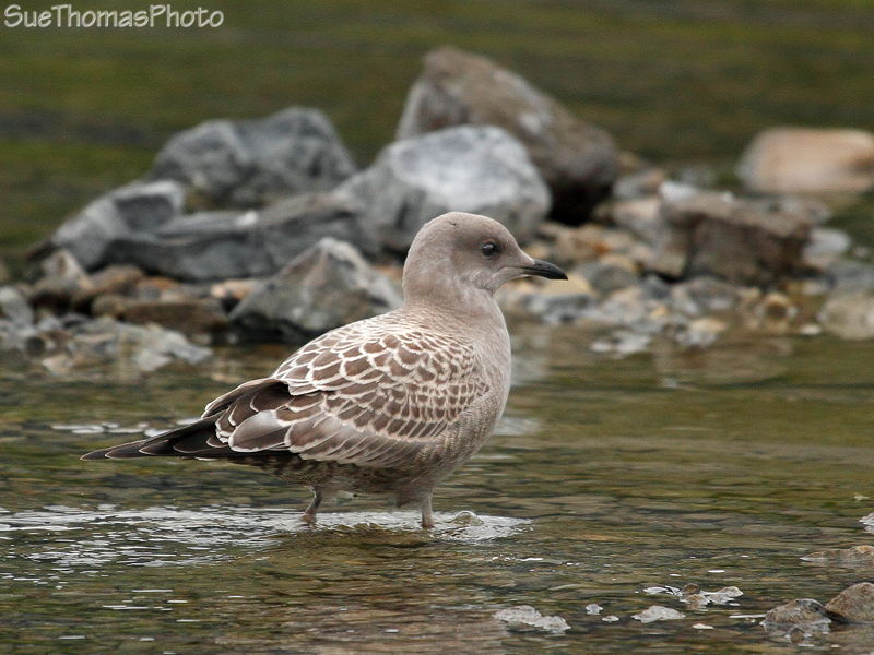 Juvenile Mew Gull