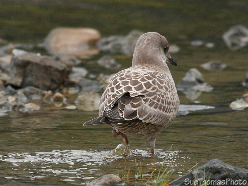 Juvenile Mew Gull
