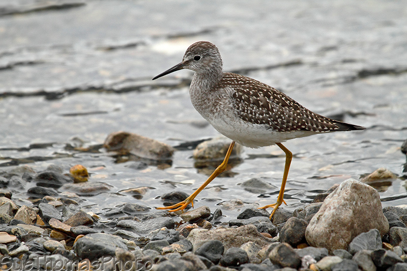 Lesser Yellowlegs - Muncho Lake, BC