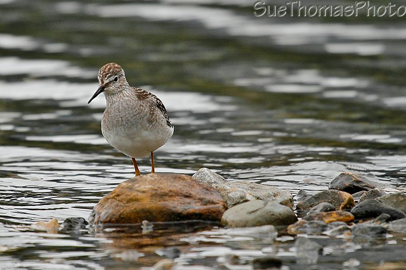 Lesser Yellowlegs - Muncho Lake, BC