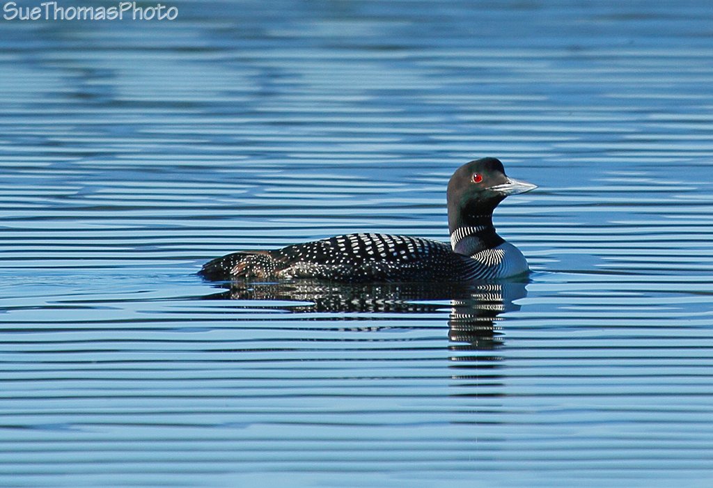 Common Loon in Yukon