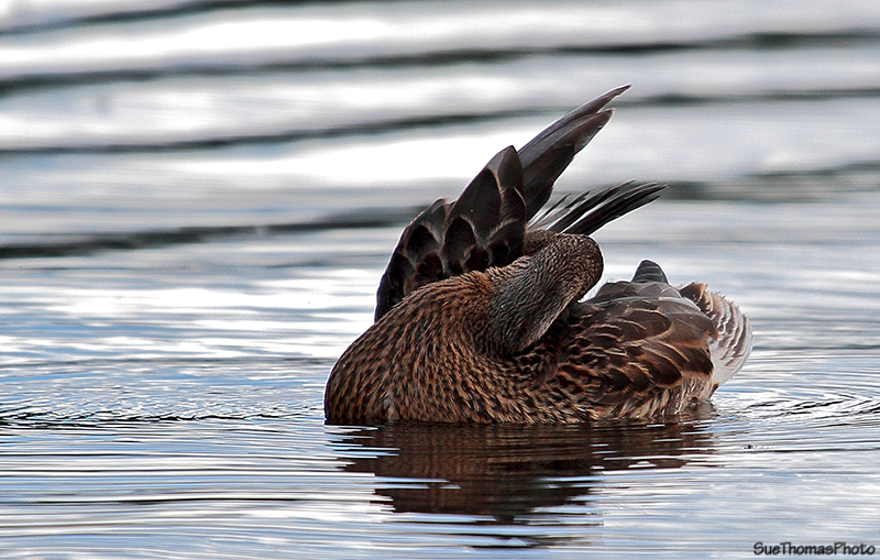 Northern Pintail Duck at Pickhandle Lake, Yukon