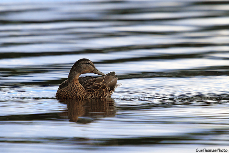 Duck at Pickhandle Lake in Yukon
