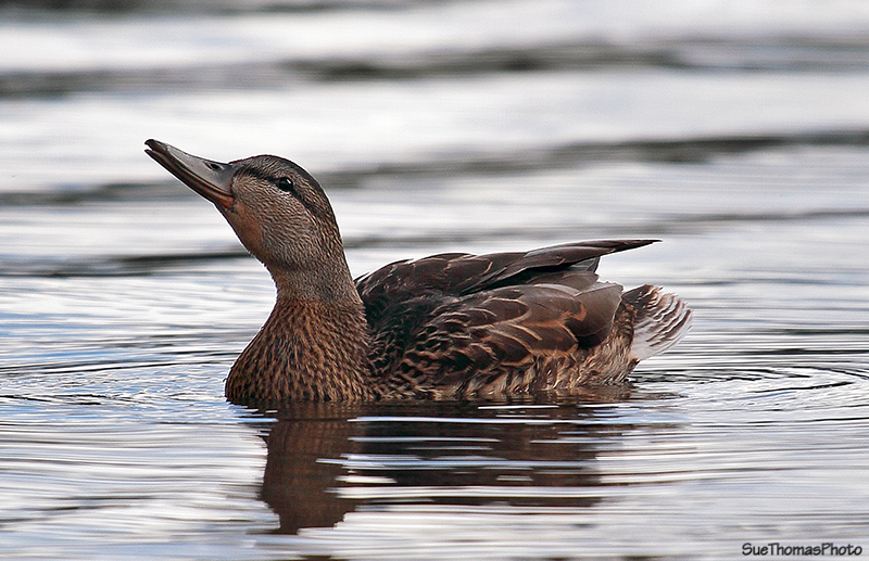 Northern Pintail Duck at Pickhandle Lake, Yukon