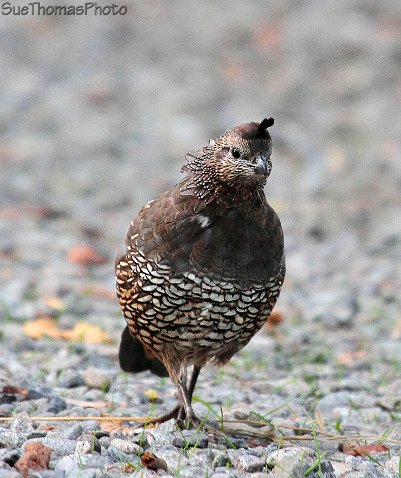Female California Quail, Osoyoos, B.C.