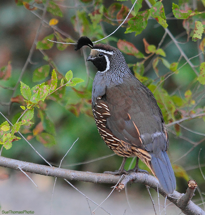 California Quail at Osoyoos, B.C.