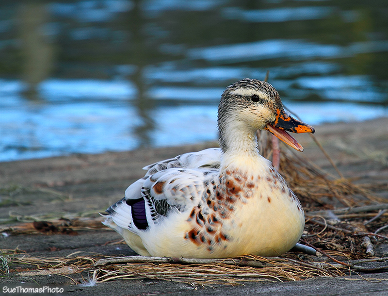 White mallard at OK Falls, B.C.